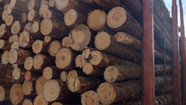 ormanlar ve Parklar ağaçlar