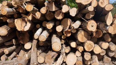 ormanlar ve Parklar ağaçlar