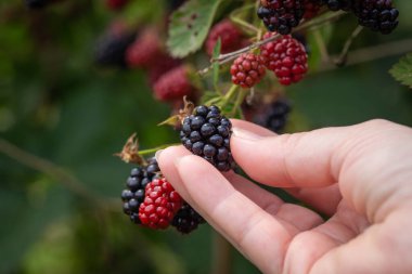 bir böğürtlen meyve bahçesi bir çalı üzerinde olgunlaştırmak