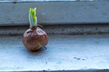 Eski bir pencere pervazında şalgam soğanı yetişiyor