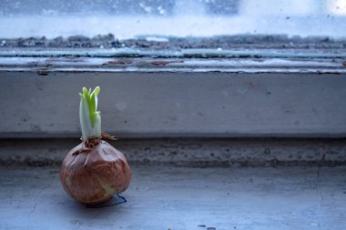 Eski bir pencere pervazında şalgam soğanı yetişiyor