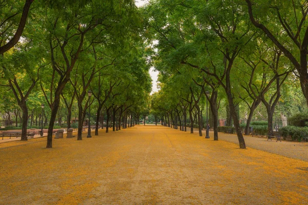 Alley Park Littered Acacia Flowers Seville Spain — Stock Photo, Image