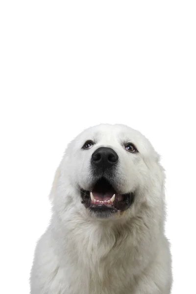 Yakın çekim portre beyaz köpek. — Stok fotoğraf