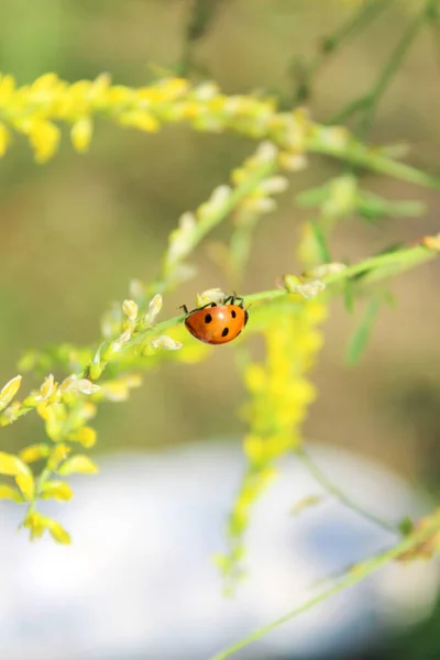 Isolated, ladybug, natural, green, spring, red, leaf, bright, environmental, grass, summer, season, small, garden, plant, insect, beauty, beautiful, background, fresh, dew, nature, environment, ladybird — Stock Photo, Image