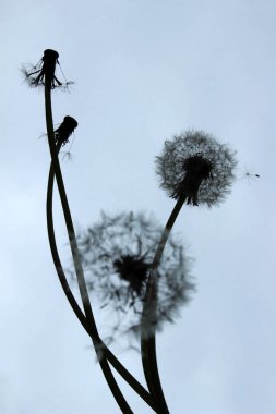 Rüzgarda tohumları ile karahindiba siluet