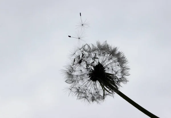 Dandelion 剪影与种子在风中吹 — 图库照片