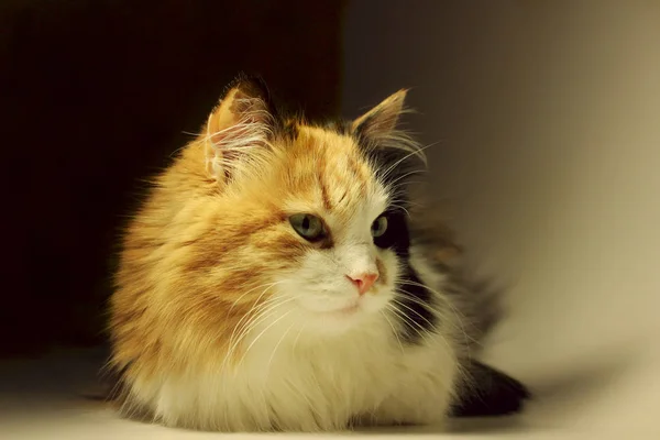 Calico gato close up — Fotografia de Stock