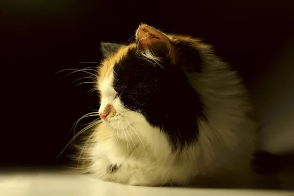 Спящая кошка на тёмном фоне . — стоковое фото