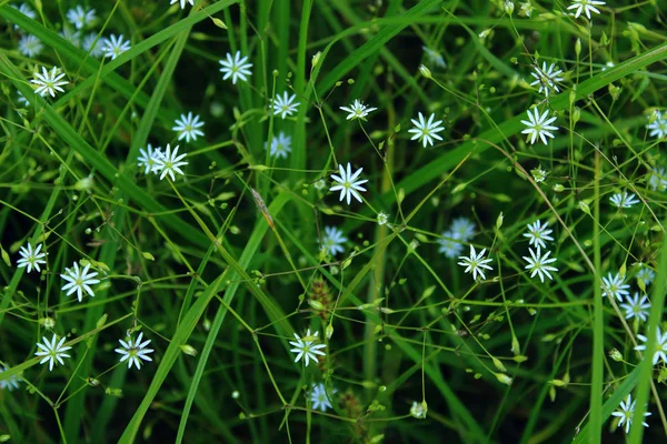 在草坪上的野生常见雏菊. — 图库照片