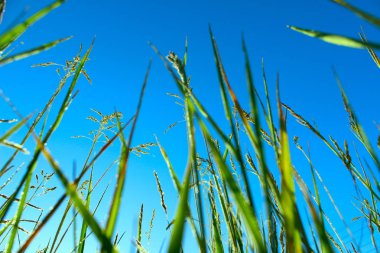 . Mavi gökyüzü karşı bir çim alanının üst yaprakların kırpılmış atış.
