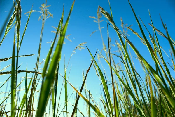 . Tiro cortado das folhas superiores de um campo de grama contra um céu azul . — Fotografia de Stock