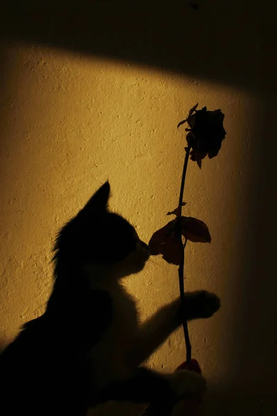 Cat and flower silhouette on the wall.