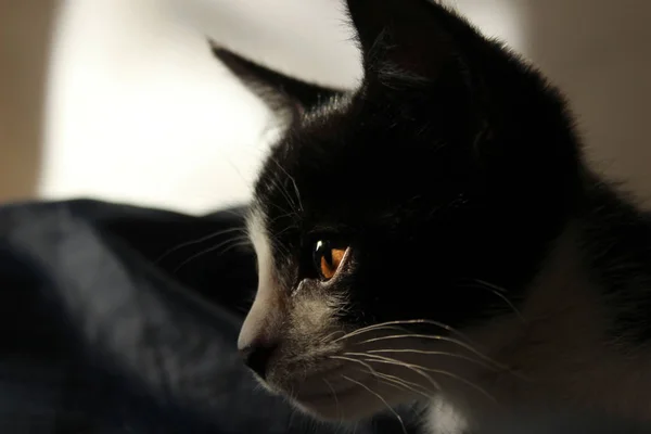 Tiro de um gato olhando para o lado . — Fotografia de Stock