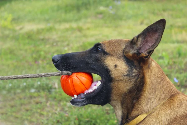 . Close-up retrato de um cão Malinois jogando mastigar brinquedos no parque . — Fotografia de Stock