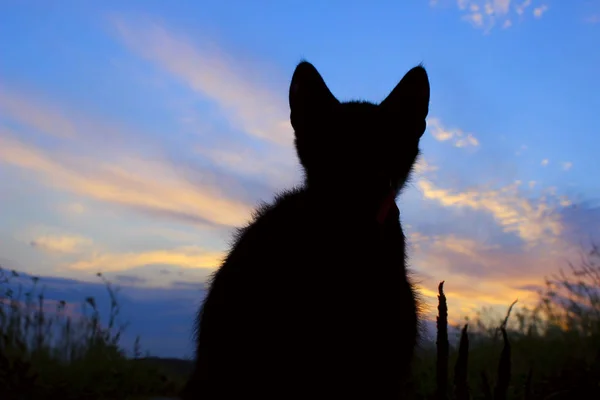 Silhouette of cat at beautiful sunset.