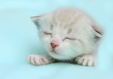 White Little Kitten. clipart