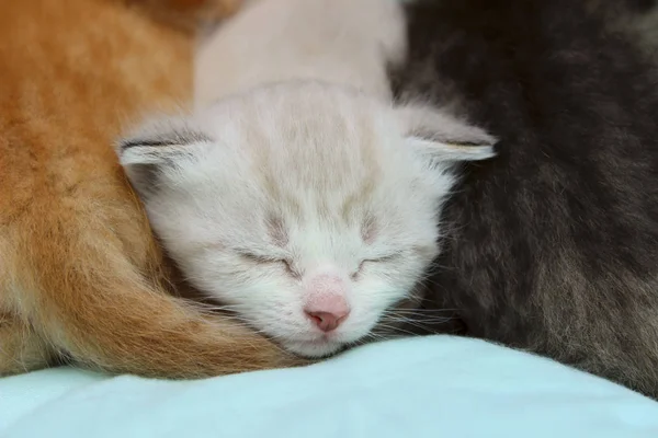 Yatakta uyuyan kedi ailesi. — Stok fotoğraf