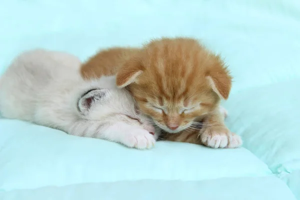 Słodkie małe kociaki. — Zdjęcie stockowe