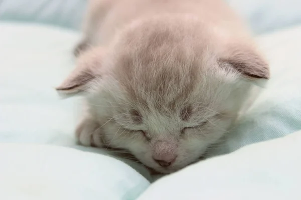 Piccolo gattino bianco . — Foto Stock