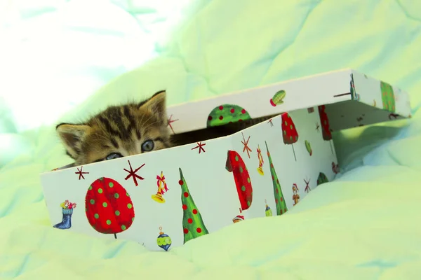 Red Kitten in the Christmas box. — Stock Photo, Image