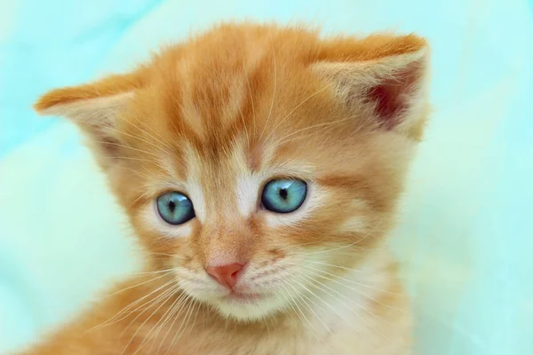 Cropped shot of a red kitten — Stock Photo, Image