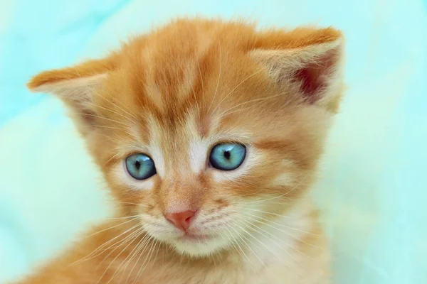 Cortado tiro de un gatito rojo — Foto de Stock