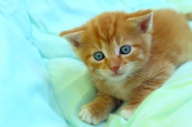 Yavru kedi yakın çekim. Yavru kedi. Kedi