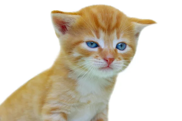 Ginger tříbarevné kotě, samostatný. — Stock fotografie