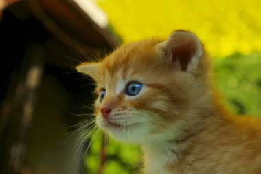 Parktaki sevimli kedi yavrusu..