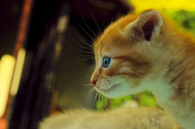 Parktaki sevimli kedi yavrusu..