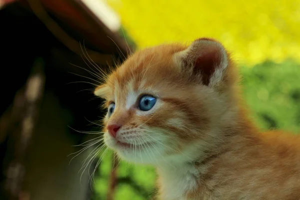 Söt kattunge i parken. — Stockfoto