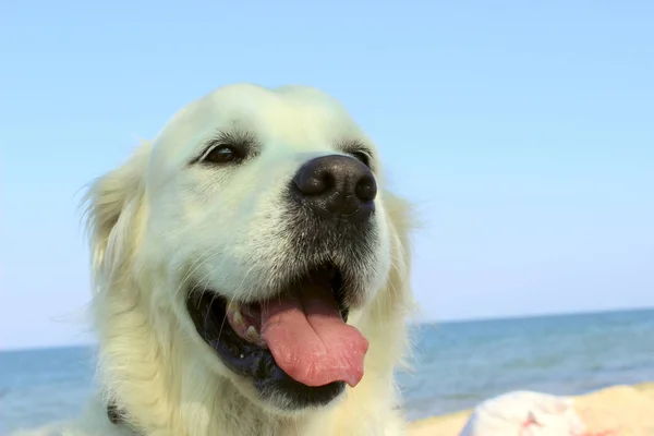 Golden Retriever na praia close-up . — Fotografia de Stock