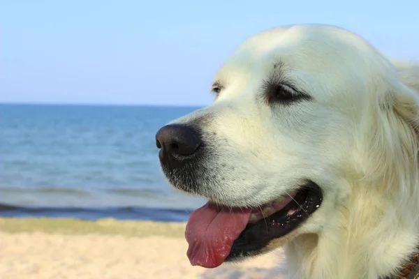 Golden Retriever บนชายหาดใกล้ๆ . — ภาพถ่ายสต็อก