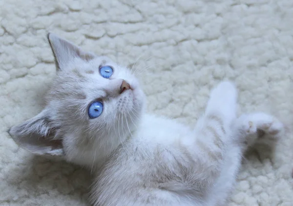 Lindo gatito con ojos azules . — Foto de Stock