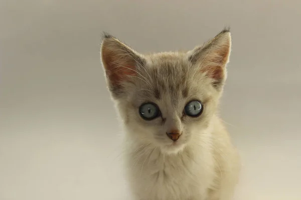 蓝眼睛的小猫. — 图库照片
