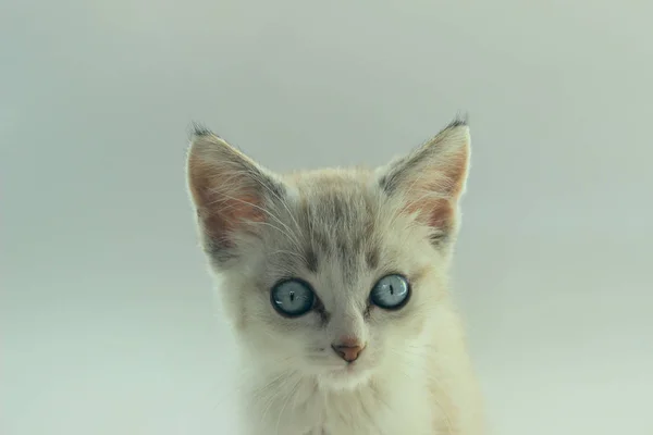 Маленький котенок с голубыми глазами . — стоковое фото
