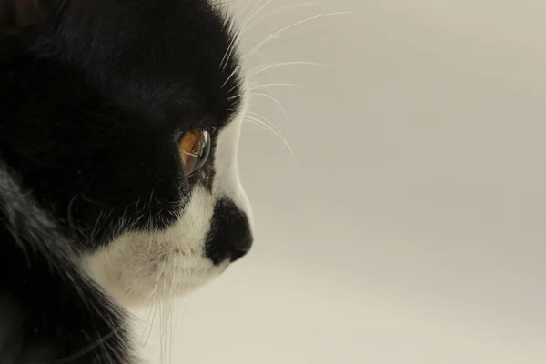 Viljelty laukaus musta kissa . — kuvapankkivalokuva