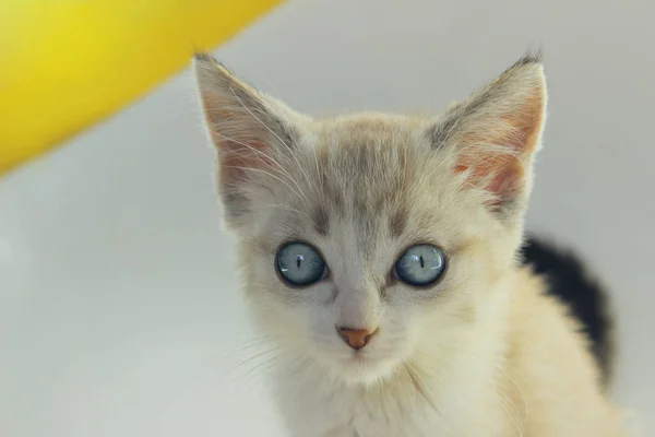 Mały kociak z niebieskimi oczami. — Zdjęcie stockowe