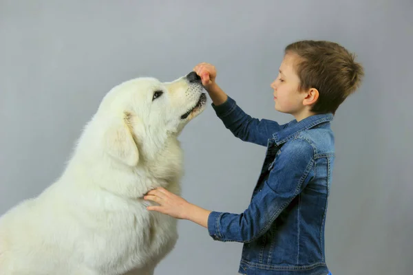 Küçük kız ve büyük bir köpek. — Stok fotoğraf