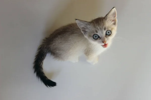 Roztomilá kočička s modrýma očima. — Stock fotografie