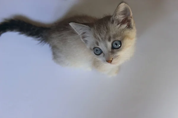 Gatinho bonito com olhos azuis . — Fotografia de Stock
