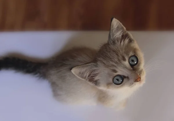 Aranyos cica kék szemű. — Stock Fotó