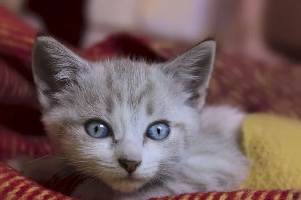 Roztomilé koťátko s modrýma očima. — Stock fotografie