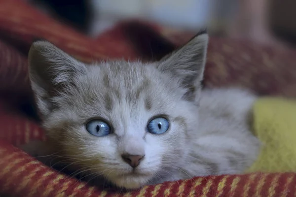 Słodkie mały kotek z niebieskimi oczami. — Zdjęcie stockowe