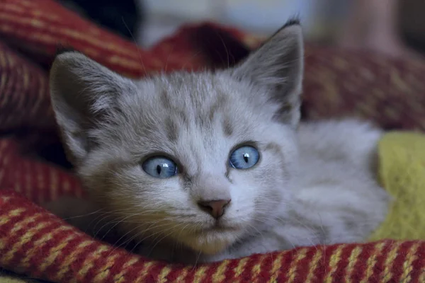 Gatinho bonito com olhos azuis. — Fotografia de Stock