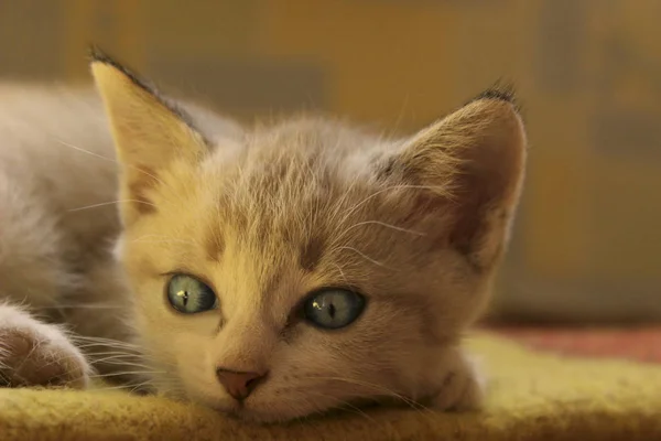Słodkie mały kotek z niebieskimi oczami. — Zdjęcie stockowe