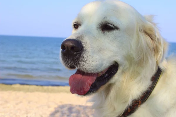 Golden Retriever บนชายหาดใกล้ๆ . — ภาพถ่ายสต็อก