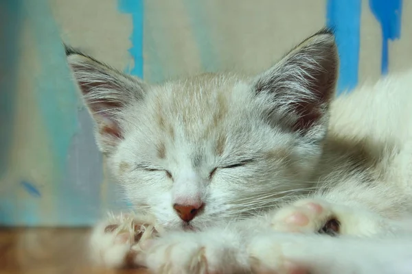 Recortado tiro de un lindo durmiendo gatito . — Foto de Stock