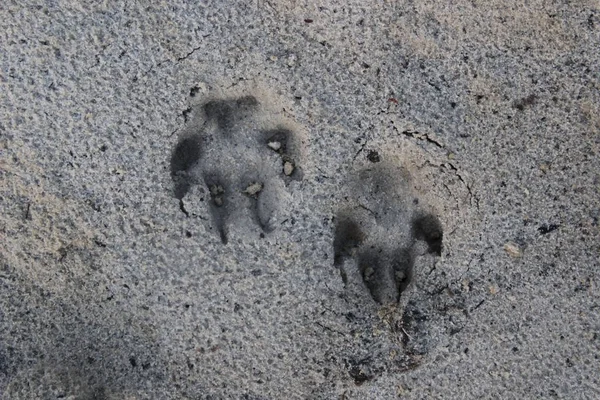 Hund fotavtryck i sanden efter regnet. — Stockfoto