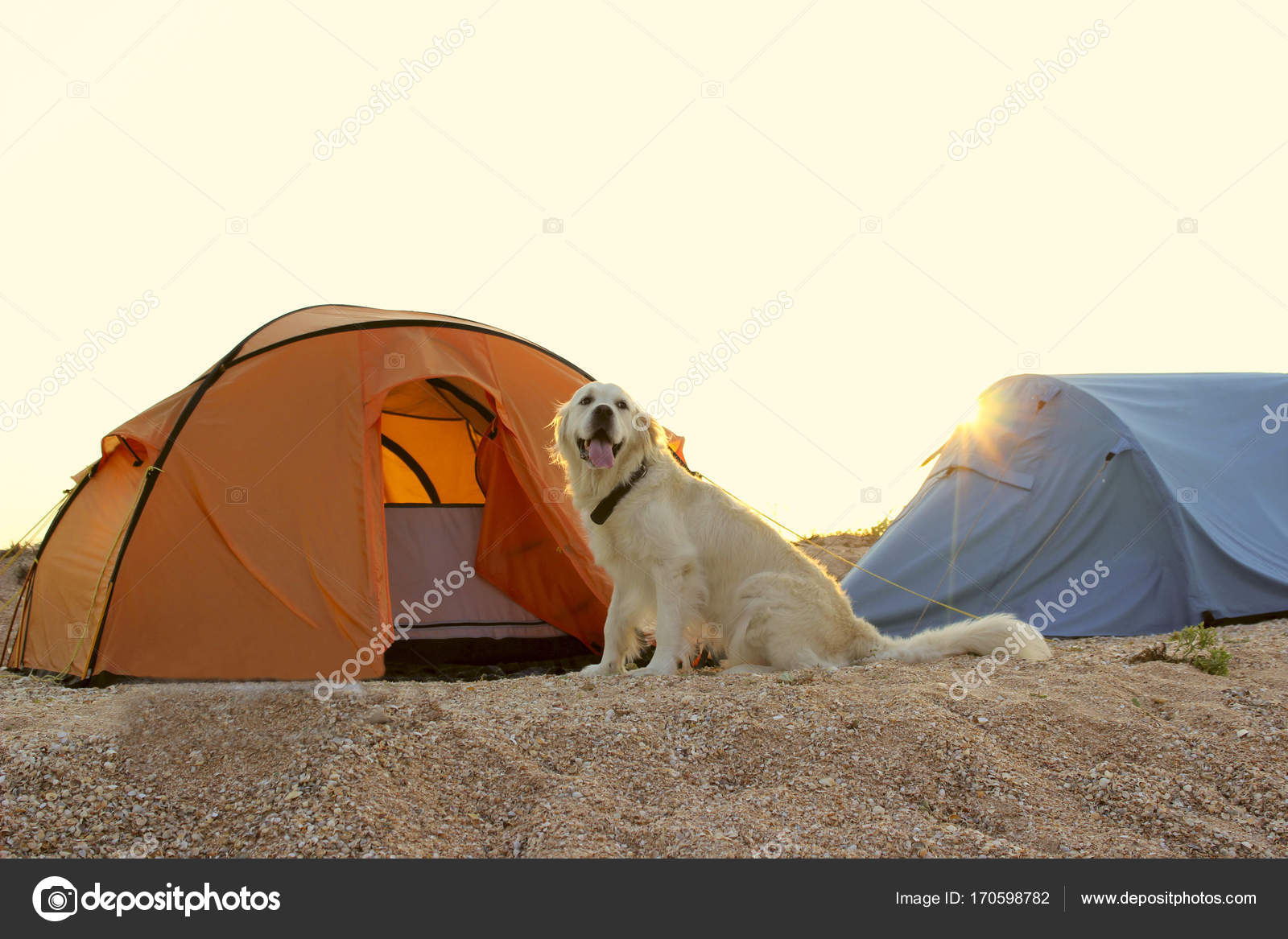 golden retriever gear